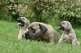 CANE CORSO 1105